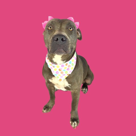 Shelter Stray Female Dog last seen Near BLOCK VINE DR, BAKERSFIELD CA 93307, 3951 Fruitvale Ave, Bakersfield, CA 93308, USA