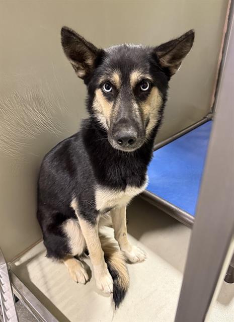Shelter Stray Female Dog last seen MARE CT, TEHACHAPI CA 93561, 3951 Fruitvale Ave, Bakersfield, CA 93308, USA