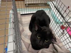Shelter Stray Male Cat last seen , 3839 W Burnham St, West Milwaukee, WI 53215, USA