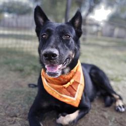 Shelter Stray Female Dog last seen Near BLOCK NORTHTRAILDR, 4710 TX-151, San Antonio, TX 78227, USA
