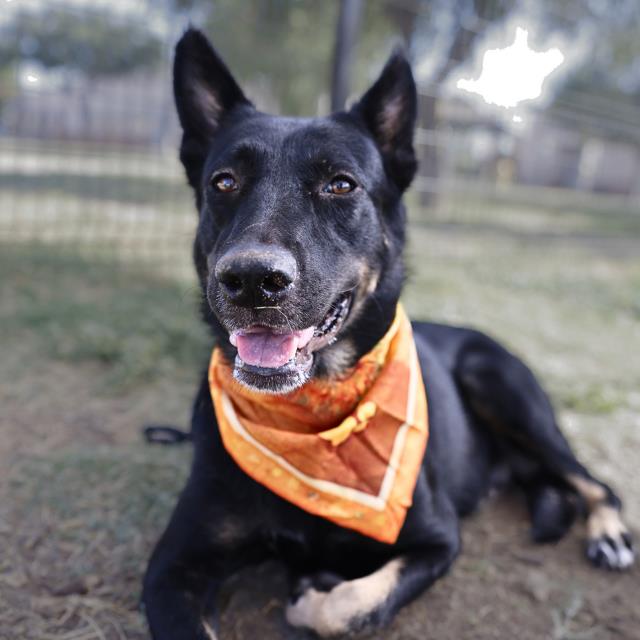 Shelter Stray Female Dog last seen Near BLOCK NORTHTRAILDR, 4710 TX-151, San Antonio, TX 78227, USA