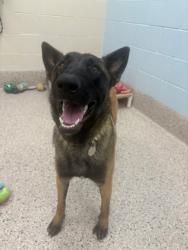Shelter Stray Female Dog last seen Near BLOCK W THORNTON PKWY, 12155 Park Blvd, Brighton, CO 80601, USA