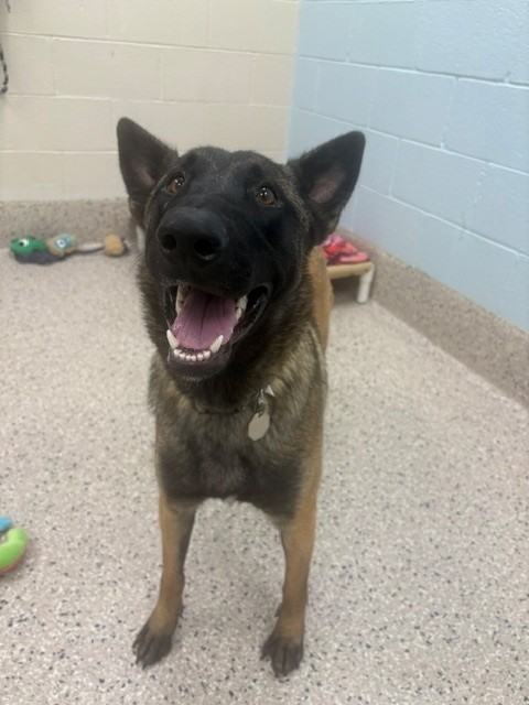 Shelter Stray Female Dog last seen Near BLOCK W THORNTON PKWY, 12155 Park Blvd, Brighton, CO 80601, USA