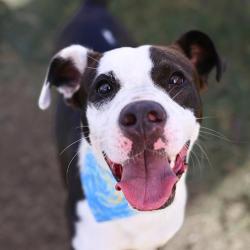 Shelter Stray Male Dog last seen Near BLOCK VALLEY CABIN, 4710 TX-151, San Antonio, TX 78227, USA