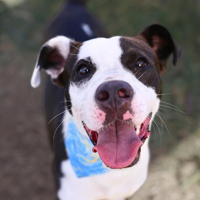 Shelter Stray Male Dog last seen Near BLOCK VALLEY CABIN, 4710 TX-151, San Antonio, TX 78227, USA
