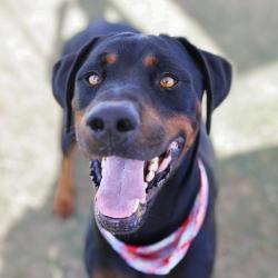 Shelter Stray Male Dog last seen Near BLOCK ESPADA RD, 4710 TX-151, San Antonio, TX 78227, USA
