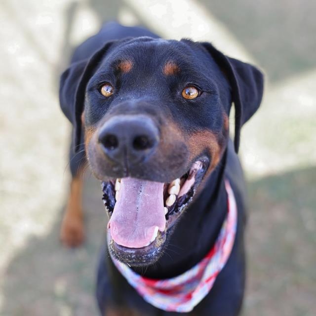 Shelter Stray Male Dog last seen Near BLOCK ESPADA RD, 4710 TX-151, San Antonio, TX 78227, USA