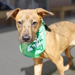 Shelter Stray Female Dog last seen Near BLOCK GOLDFIELD, 4710 TX-151, San Antonio, TX 78227, USA
