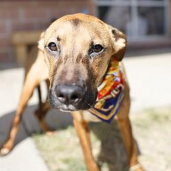 Shelter Stray Female Dog last seen Near BLOCK GOLDFIELD, 4710 TX-151, San Antonio, TX 78227, USA
