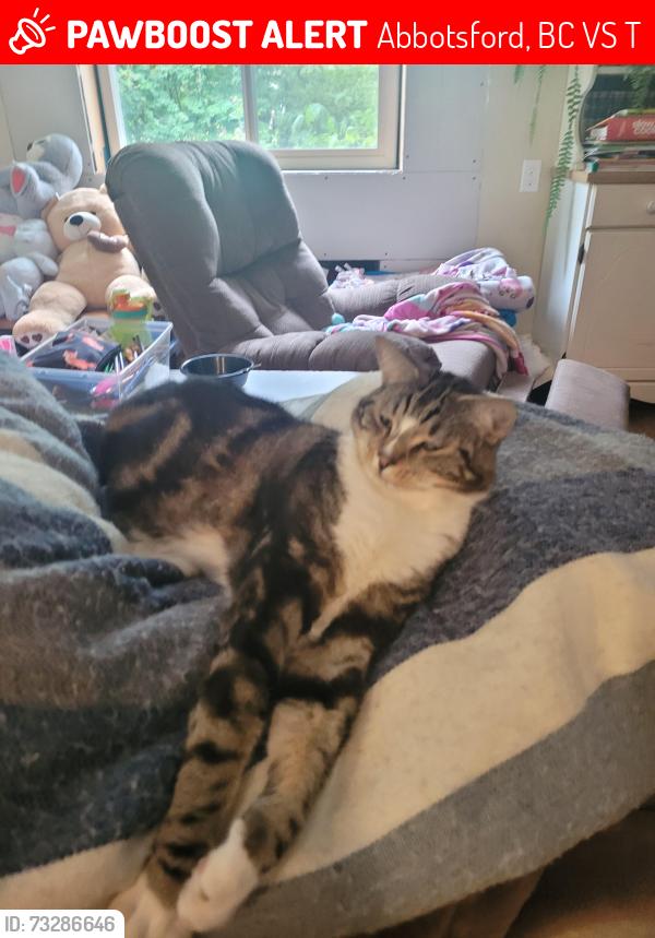 Lost Male Cat last seen Berry park, Abbotsford, BC V2S 4T3