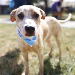 Shelter Stray Female Dog last seen Near BLOCK GOLDFIELD, 4710 TX-151, San Antonio, TX 78227, USA