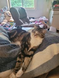 Lost Male Cat last seen Berry park, Abbotsford, BC V2S 4T3