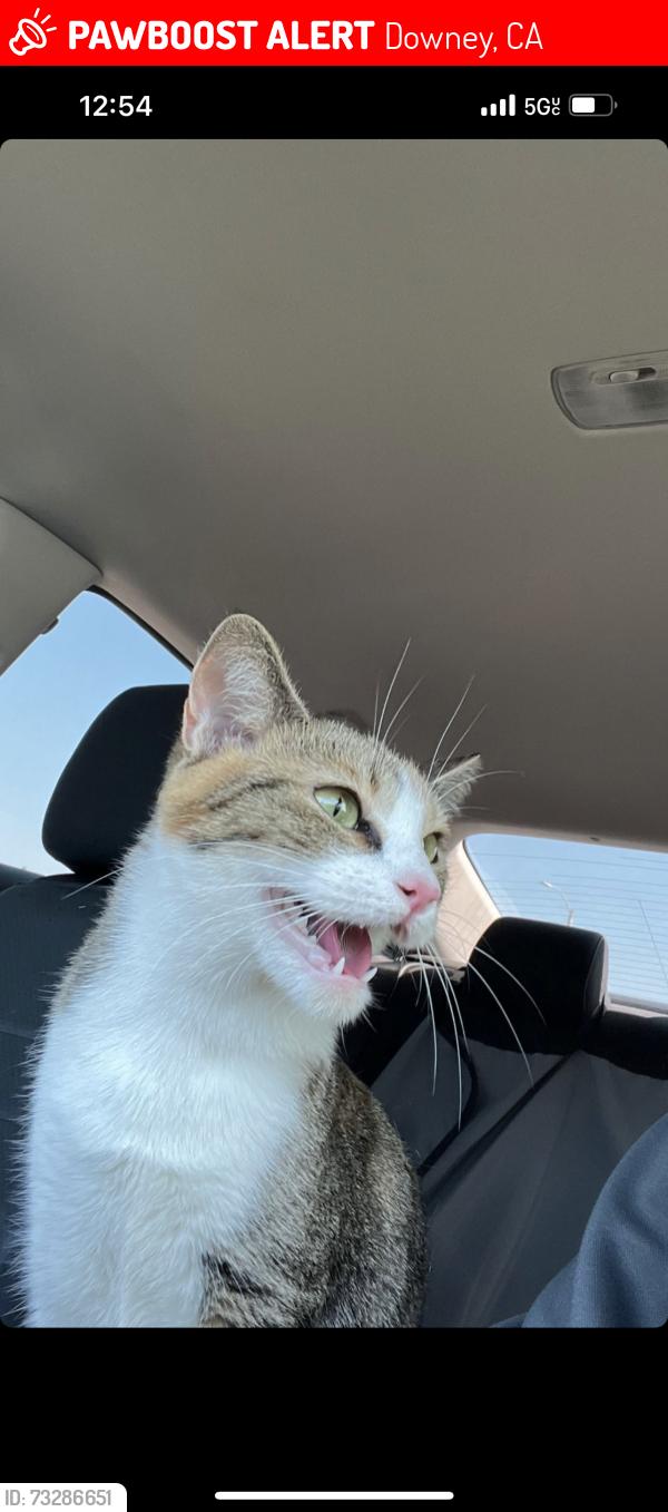 Lost Female Cat last seen Western Ave, Downey, CA 90241