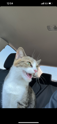 Lost Female Cat last seen Western Ave, Downey, CA 90241