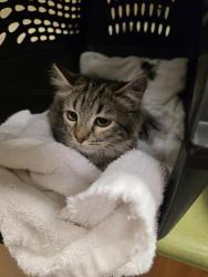 Shelter Stray Female Cat last seen Near BLOCK W 4100, 4522 W 3500 S, West Valley City, UT 84120, USA
