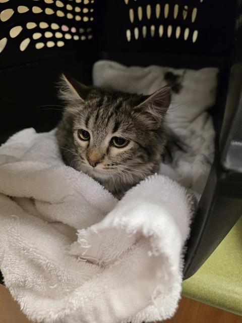 Shelter Stray Female Cat last seen Near BLOCK W 4100, 4522 W 3500 S, West Valley City, UT 84120, USA