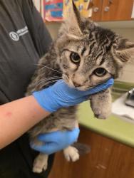 Shelter Stray Male Cat last seen Near BLOCK W 4100, 4522 W 3500 S, West Valley City, UT 84120, USA