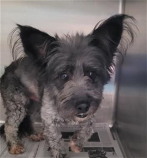 Shelter Stray Male Dog last seen , 3201 Lacy St, Los Angeles, CA 90031, USA