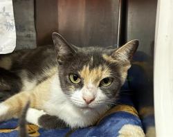 Shelter Stray Female Cat last seen Near BLOCK SW 7 CT, N LAUDERDALE FL 33068, 2400 SW 42nd St, Fort Lauderdale, FL 33312, USA