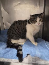 Shelter Stray Female Cat last seen , West Valley Animal Shelter, 20655 Plummer St, Chatsworth, CA 91311, USA