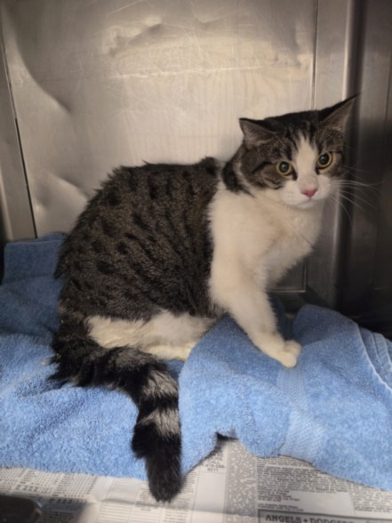 Shelter Stray Female Cat last seen , West Valley Animal Shelter, 20655 Plummer St, Chatsworth, CA 91311, USA