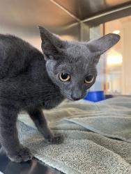 Shelter Stray Female Cat last seen GARDEN RD, 8311 Freedom Dr, Pearland, TX 77581, USA