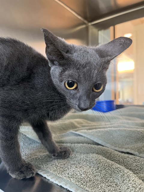 Shelter Stray Female Cat last seen GARDEN RD, 8311 Freedom Dr, Pearland, TX 77581, USA