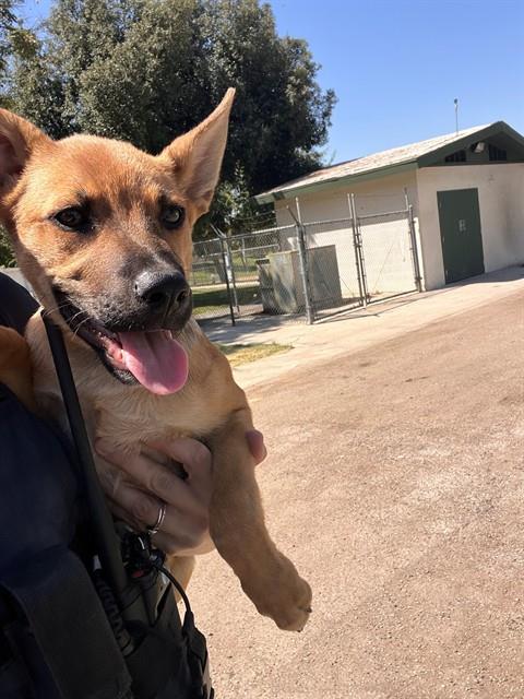 Shelter Stray Male Dog last seen Near BLK NEW STINE, BAKERFIELD CA, 201 S Mt Vernon Ave, Bakersfield, CA 93307, USA