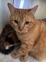 Shelter Stray Male Cat last seen Near BLK S UNION, BAKERSFIELD,CA, 201 S Mt Vernon Ave, Bakersfield, CA 93307, USA