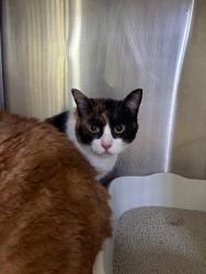 Shelter Stray Female Cat last seen Near BLK S UNION, BAKERSFIELD,CA, 201 S Mt Vernon Ave, Bakersfield, CA 93307, USA