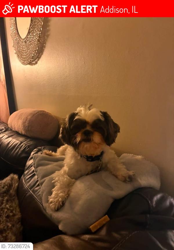 Lost Male Dog last seen Addison Rd, Addison, IL 60101