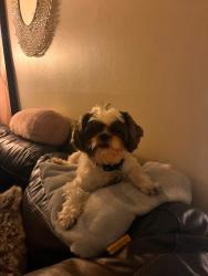 Lost Male Dog last seen Addison Rd, Addison, IL 60101