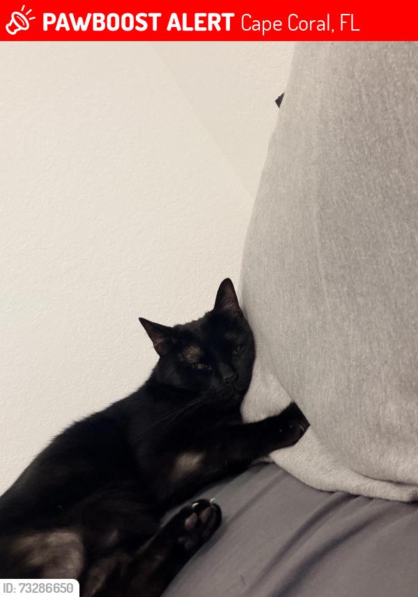 Lost Male Cat last seen El Dorado and kismet, Cape Coral, FL 33993