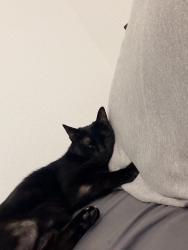 Lost Male Cat last seen El Dorado and kismet, Cape Coral, FL 33993