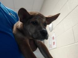 Shelter Stray Female Dog last seen Near BLOCK MAIN ST, HOPE MILLS NC 28348, 4704 Corporation Dr, Fayetteville, NC 28306, USA