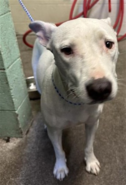 Shelter Stray Female Dog last seen ERICKSON ST & EL CAMINO AVE, 2127 Front St, Sacramento, CA 95818, USA