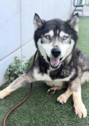 Shelter Stray Male Dog last seen , 11361 W Pico Blvd, Los Angeles, CA 90064, USA