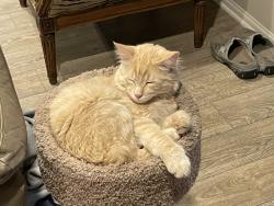 Lost Male Cat last seen Mohave River and Bear Valley Rd., Apple Valley, CA 92308