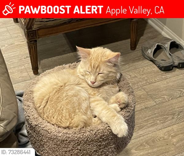 Lost Male Cat last seen Mohave River and Bear Valley Rd., Apple Valley, CA 92308