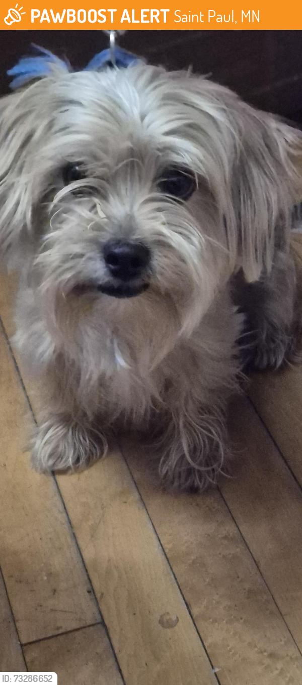 Found/Stray Male Dog last seen Dale and Como North end St Paul, Saint Paul, MN 55117
