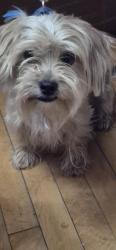 Found/Stray Male Dog last seen Dale and Como North end St Paul, Saint Paul, MN 55117