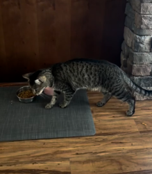 Reunited Male Cat last seen Near 167A Street HOME was last seen., Surrey, BC V4N 5E7
