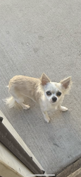 Reunited Female Dog last seen Aspen Glow Lane and sand Creek Dr, Colorado Springs, CO 80916