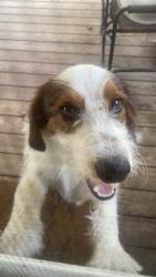 Found/Stray Male Dog last seen Co rd 1043 and co rd 1088, Jones Chapel, AL 35057