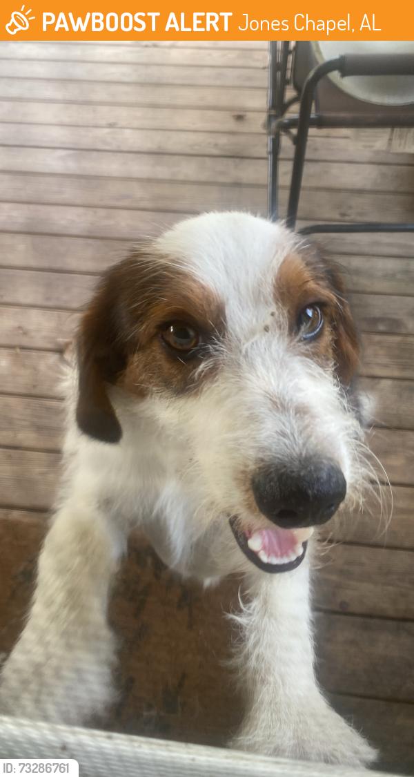 Found/Stray Male Dog last seen Co rd 1043 and co rd 1088, Jones Chapel, AL 35057