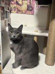 Lost Female Cat last seen Last seen near the T bar train tracks, Hayward, CA 94541
