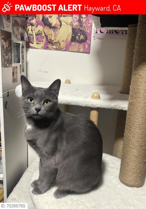 Lost Female Cat last seen Last seen near the T bar train tracks, Hayward, CA 94541