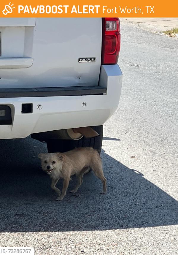 Found/Stray Unknown Dog last seen Near w Shaw st Fort Worth Tx 76110, Fort Worth, TX 76110