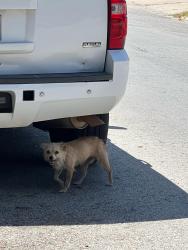 Found/Stray Unknown Dog last seen Near w Shaw st Fort Worth Tx 76110, Fort Worth, TX 76110