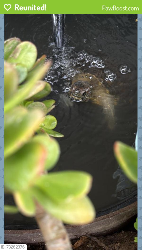 Reunited Female Reptile last seen PCH & Crown Valley, Dana Point, CA 92629
